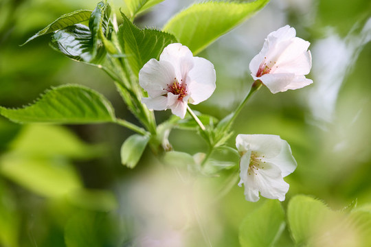 櫻桃花