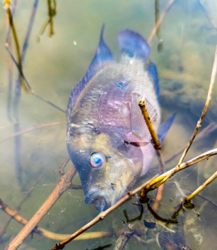 河邊一條魚