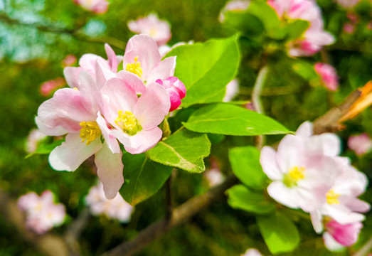 蘋果花高清特寫