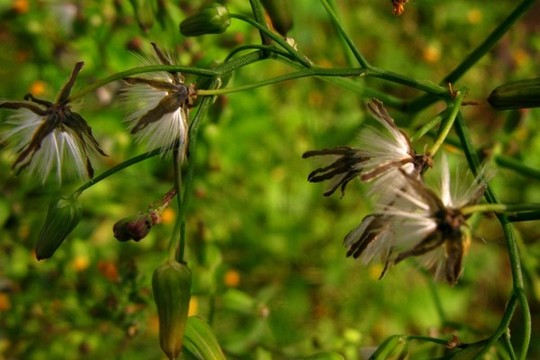 黃鵪菜
