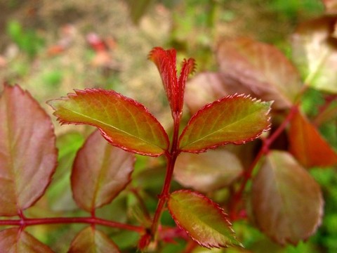 月季花