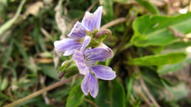 紫花地丁