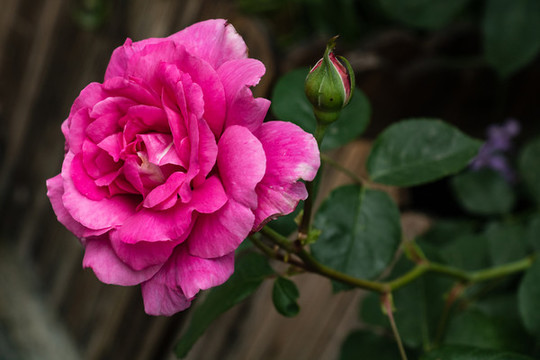 春暖花開綻放的月季花朵