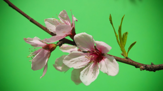 桃花