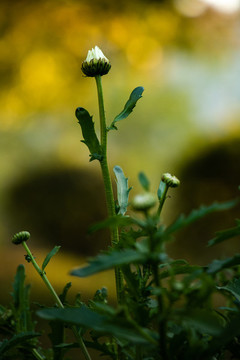 春天綠色植物野花花苞