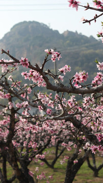 陽(yáng)山桃花