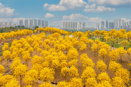 黃花風(fēng)鈴