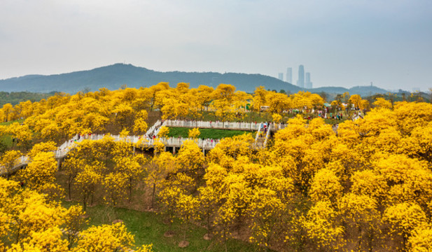黃花風鈴