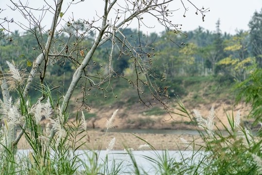 春天的河岸