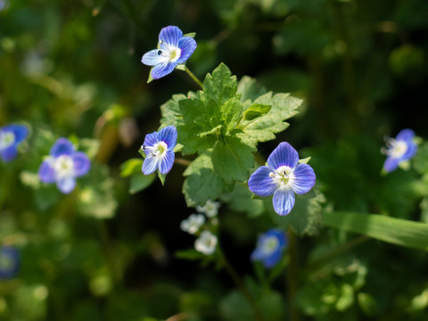 阿拉伯婆婆納的開(kāi)花期