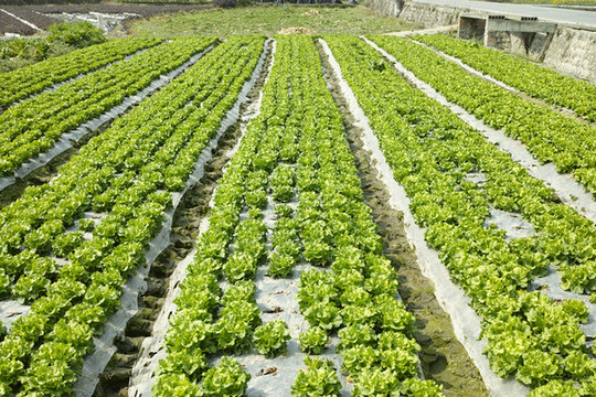 生菜種植基地