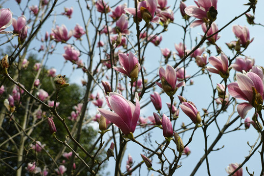 玉蘭花