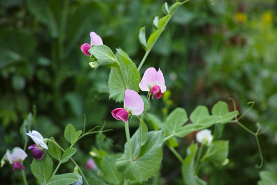 豌豆花