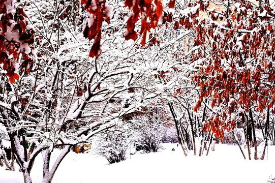 春雪