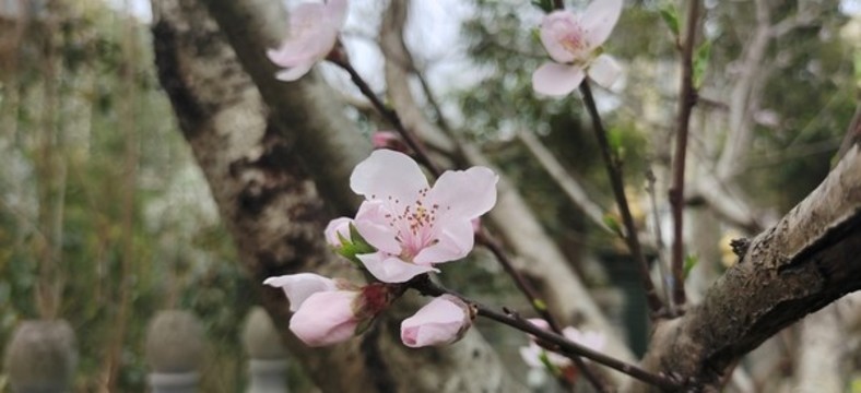 桃花