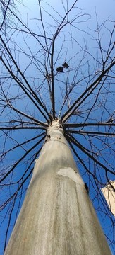 藍天和樹枝