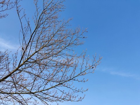 唯美樹(shù)枝