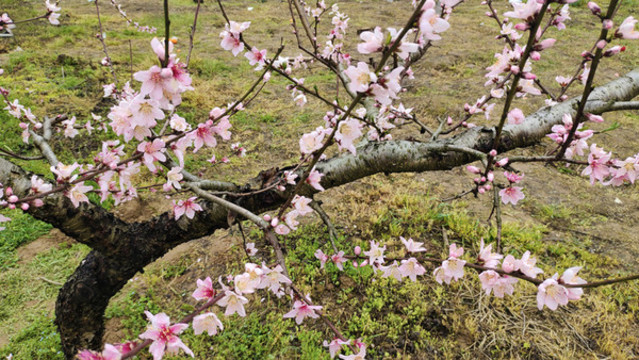 桃花樹