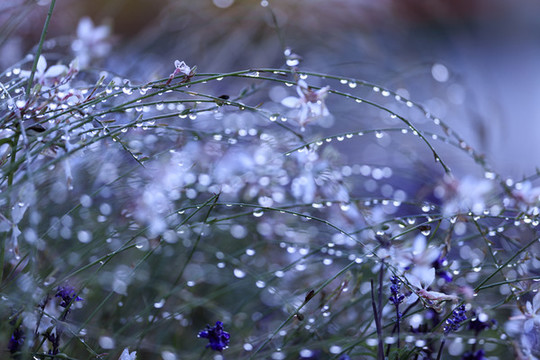 露珠鮮花