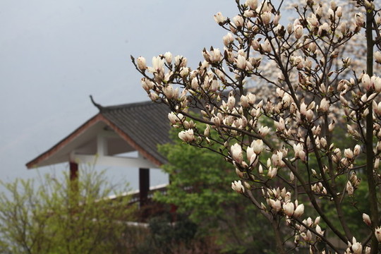 玉蘭