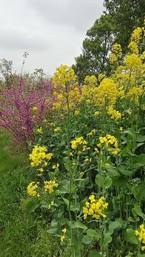 油菜花