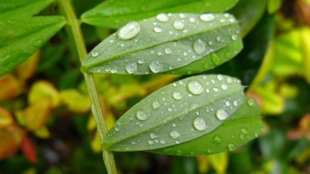 野豌豆