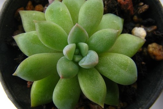 春萌