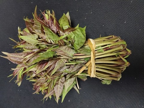香椿特寫