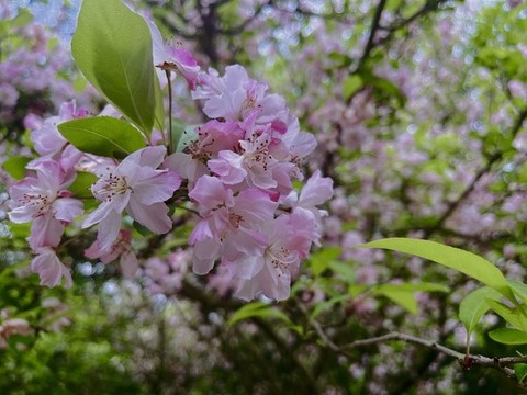 粉色垂絲海棠花朵近景素材