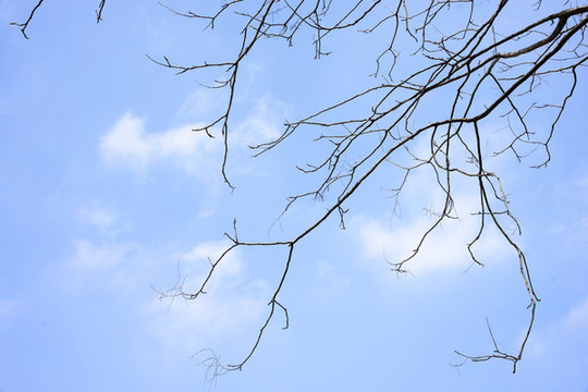 仰拍樹枝與天空