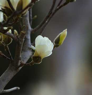 玉蘭花
