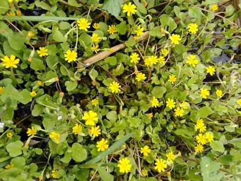 水黃花