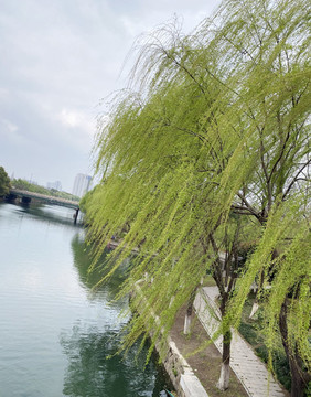 河邊柳樹