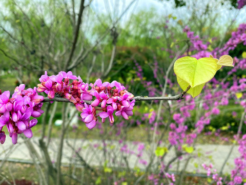 紫荊