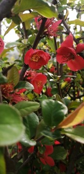 海棠花紅色的花