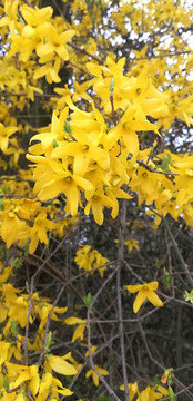 唯美迎春花