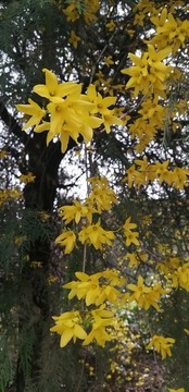 黃色的迎春花