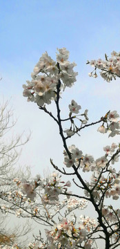 春天櫻花