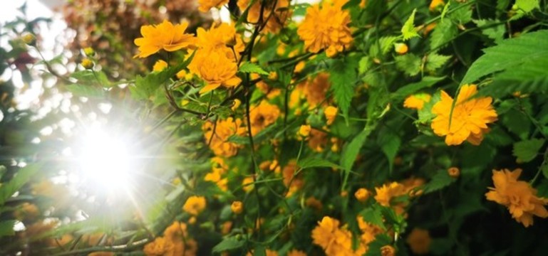 重瓣棣棠花