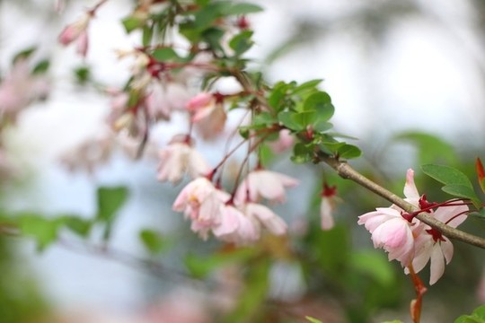 櫻花