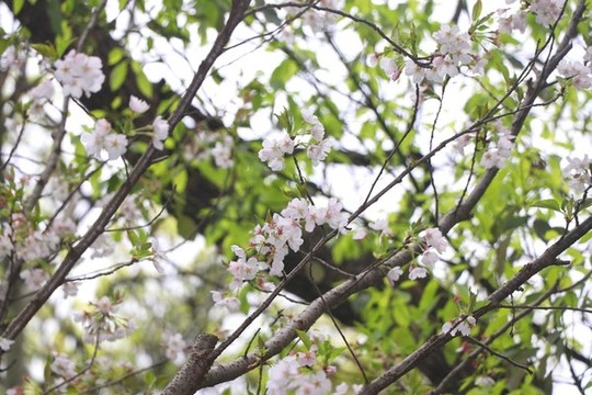 櫻花