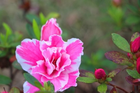 紅花