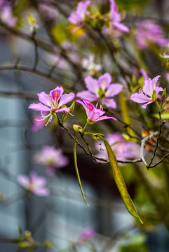 紫荊花