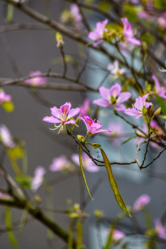 洋紫荊