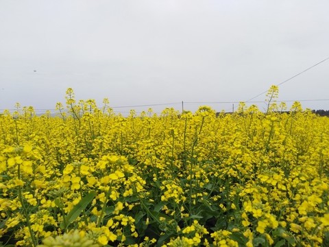 油菜花兒黃