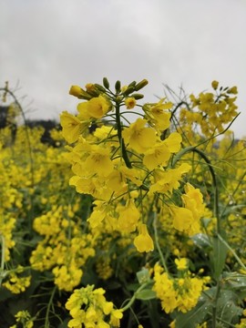 油菜花大圖