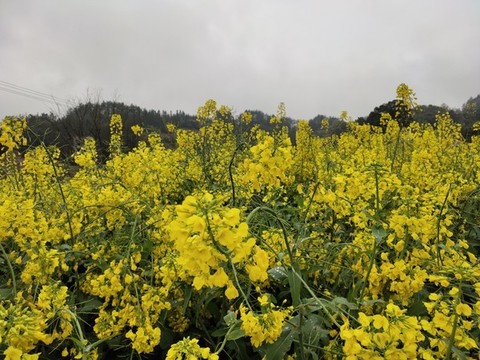 盛開的油菜花