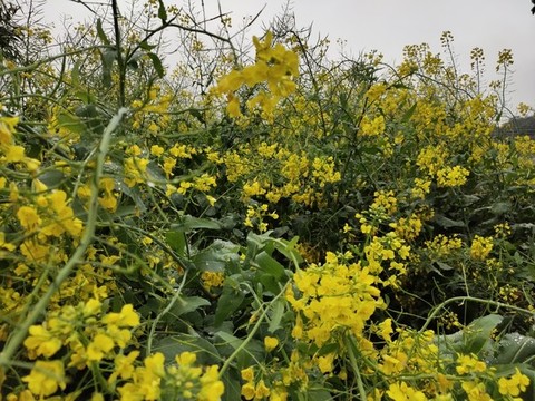 油菜花