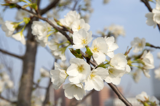 櫻花