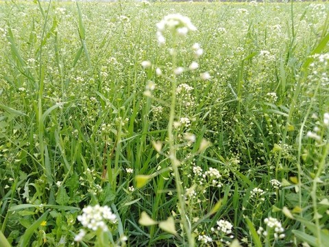 地米菜開花